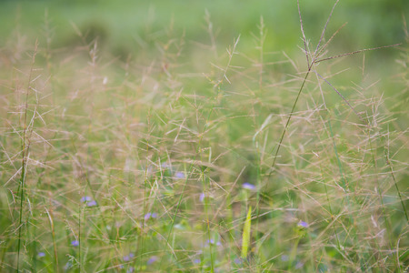 flower of glass in prairie, natureの写真素材