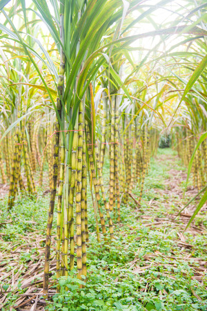 fresh sugarcane in garden, farmの写真素材