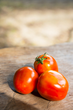 fresh red tomato from garden, vegetableの写真素材