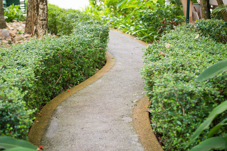 green bush in garden for decor, natureの写真素材