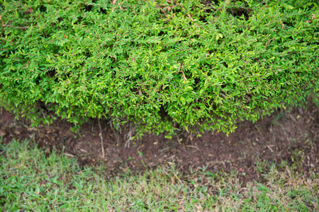 green bush in garden for decor, natureの写真素材