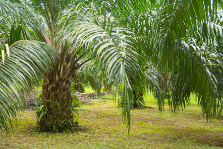 oil palm tree in garden, economic cropの写真素材