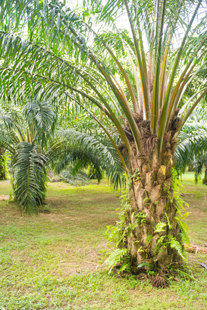 oil palm tree in garden, economic cropの写真素材