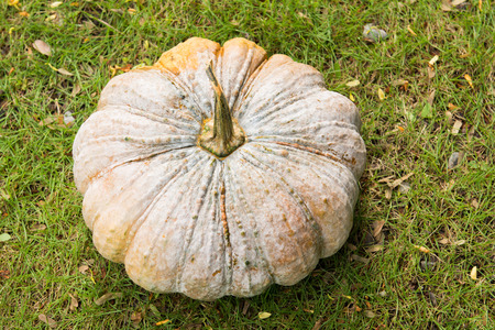 fresh pumpkin on the grass from garden, harvestの写真素材