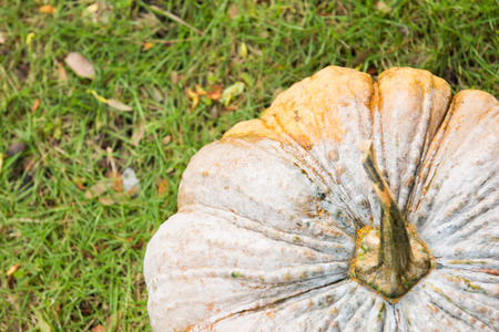 fresh pumpkin on the grass from garden, harvestの写真素材