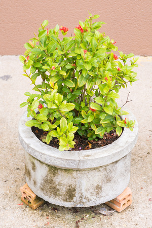 red Ixora flower planting in a small cement pond, floraの写真素材