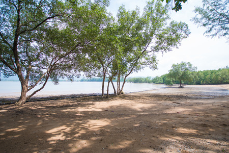 Beach at low tide, natureの写真素材