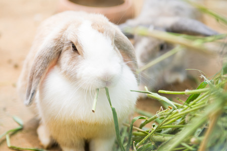 cute little rabbit eating fresh grass, animalの写真素材