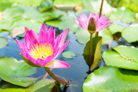 pink lotus flower and leaves beautiful background, floraの写真素材