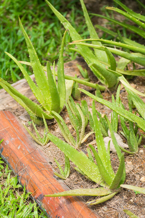 Aloe vera plant on the ground, natureの写真素材