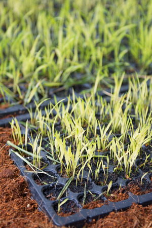green seedlings on small tray, natureの写真素材