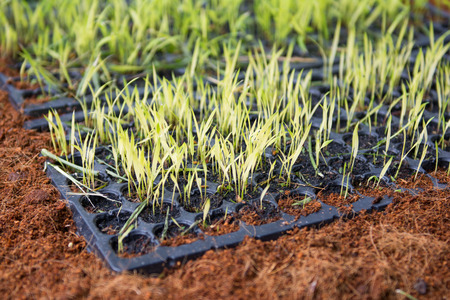 green seedlings on small tray, natureの写真素材