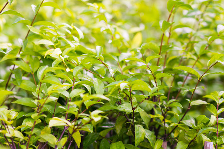 leaves of green bush in garden, plantの写真素材
