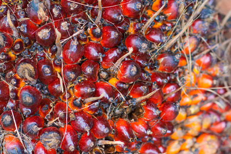 fresh palm oil from palm garden, farmlandの写真素材