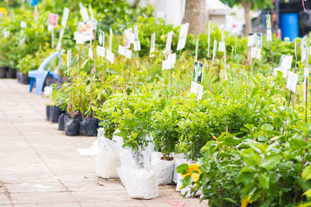 so many plants  in tree market, bushの写真素材