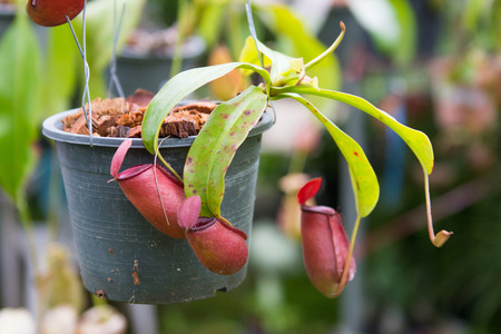 Nepenthes in black pot, natureの写真素材
