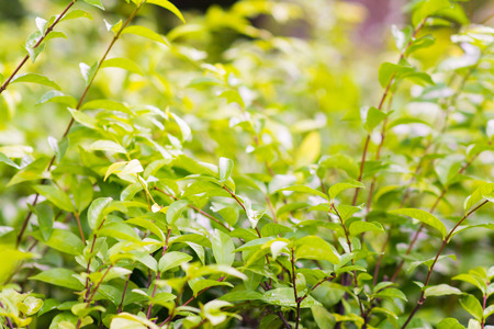 leaves of green bush in garden, plantの写真素材