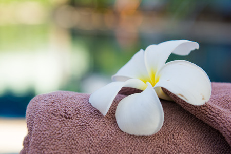 brown roll towel with plumeria on beach chair, flowerの写真素材