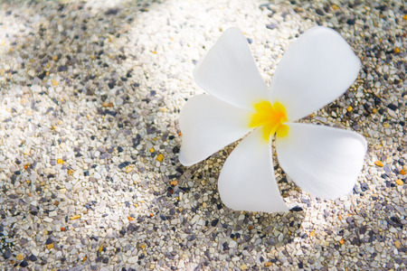 beautiful plumeria on the floor, flowerの写真素材