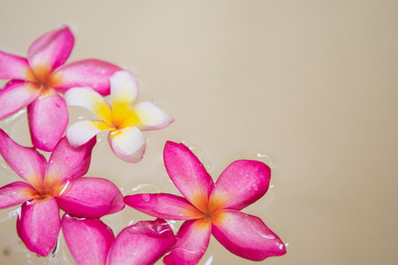 beautiful plumeria on the water, flowerの写真素材