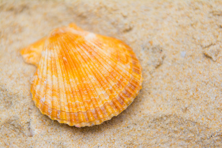beautiful scallops shell on the sand, beachの写真素材