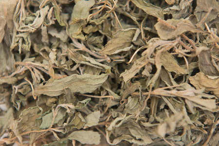 dried tea green leaves for drink, natureの写真素材