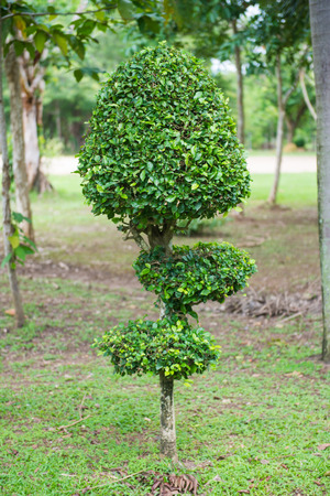 beautiful decorated tree in park, natureの写真素材