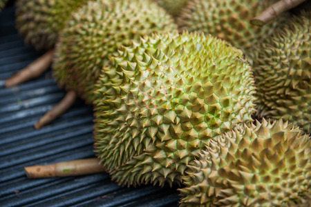 pile of fresh durain from garden, king of friutの写真素材