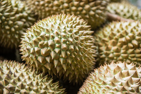 pile of fresh durain from garden, king of friutの写真素材