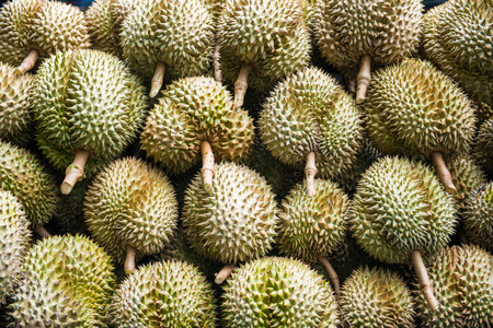 pile of fresh durain from garden, king of friutの写真素材