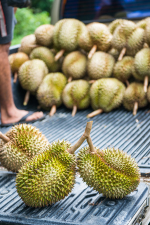 pile of fresh durain from garden, king of friutの写真素材