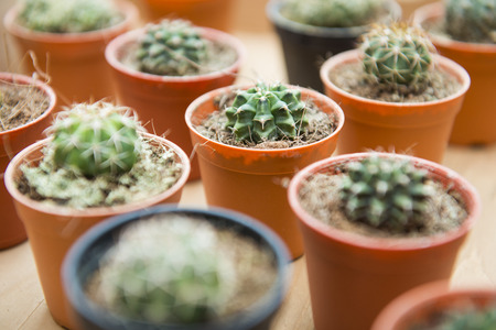 cactus in small flower pots, plantの写真素材