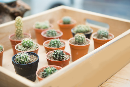 cactus in small flower pots, plantの写真素材