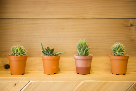 cactus in small flower pots, plantの写真素材