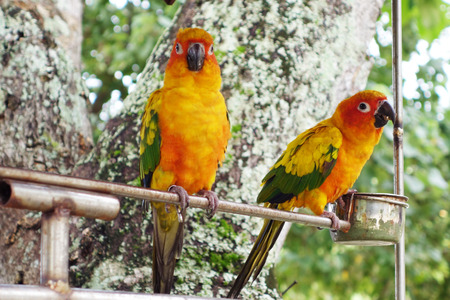 beautiful colorful parrot in the garden, bird