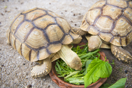 giant turtle eating vegetables in tray, animal