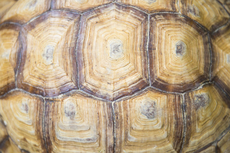 close-up tortoiseshell surface detail, animalの写真素材