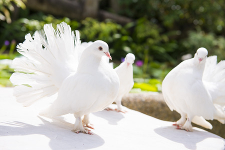 cute white birds in the garden, animalの写真素材