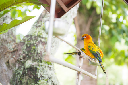beautiful colorful parrot in the garden, birdの写真素材