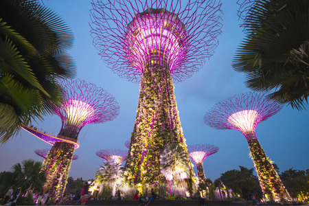 Garden by the bay, SINGAPORE OCTOBER 11, 2015: twilight scene of the supertree at garden by the bay, Singapore on October 11, 2015, architectureのeditorial素材