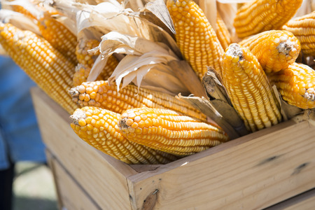 dried corn in the basket, natureの写真素材
