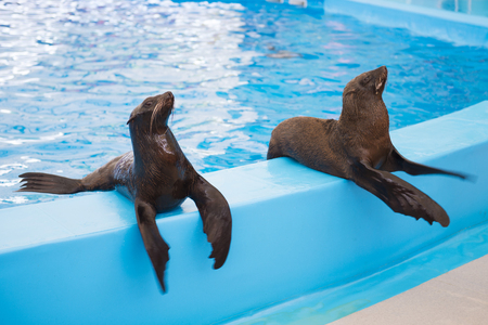 the seals waiting for food after show the end, animalの写真素材