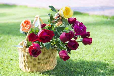 beautiful fresh roses in basket on the grass, flowerの写真素材
