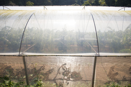 greenhouses for planting in the garden, natureの写真素材