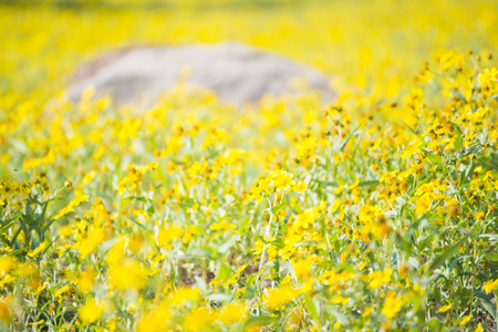 fresh yellow flower blooming in garden, gold buttons flowerの写真素材