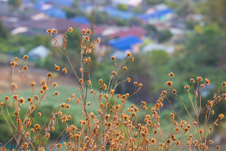 Flowers on hill in town, natureの写真素材
