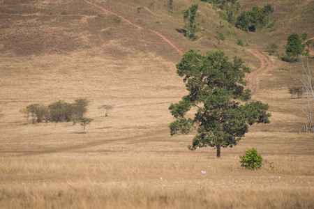 Bald mountain or grass mountain in Ranong province, Thailandの写真素材