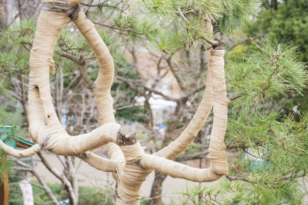 Japanese garden pruning tree for winter, park