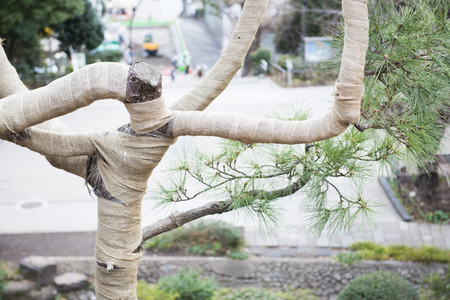 Japanese garden pruning tree for winter, parkの写真素材