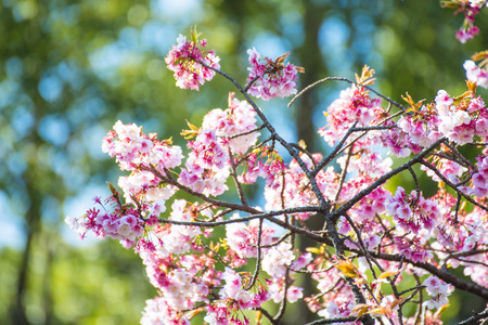 Beautiful sakura or cherry blossom in Ueno park, Japan